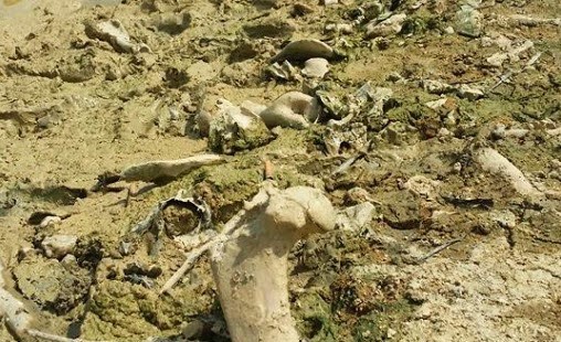 Sampel tulang haiwan kolam ikan patin di Perak sah babi